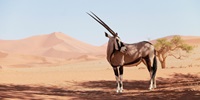 Namibia Symbolbild